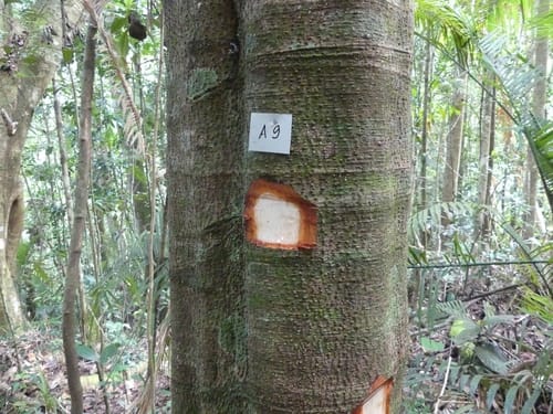 Litsea diversifolia — photo