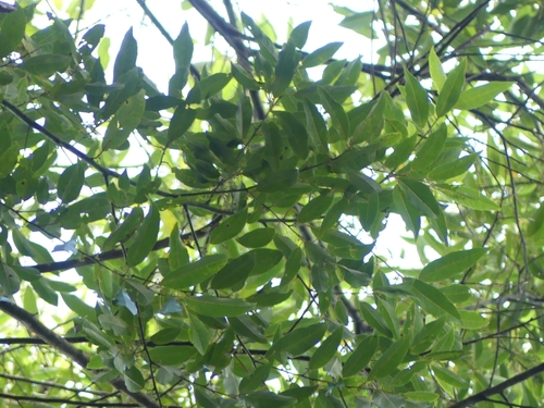 Litsea diversifolia