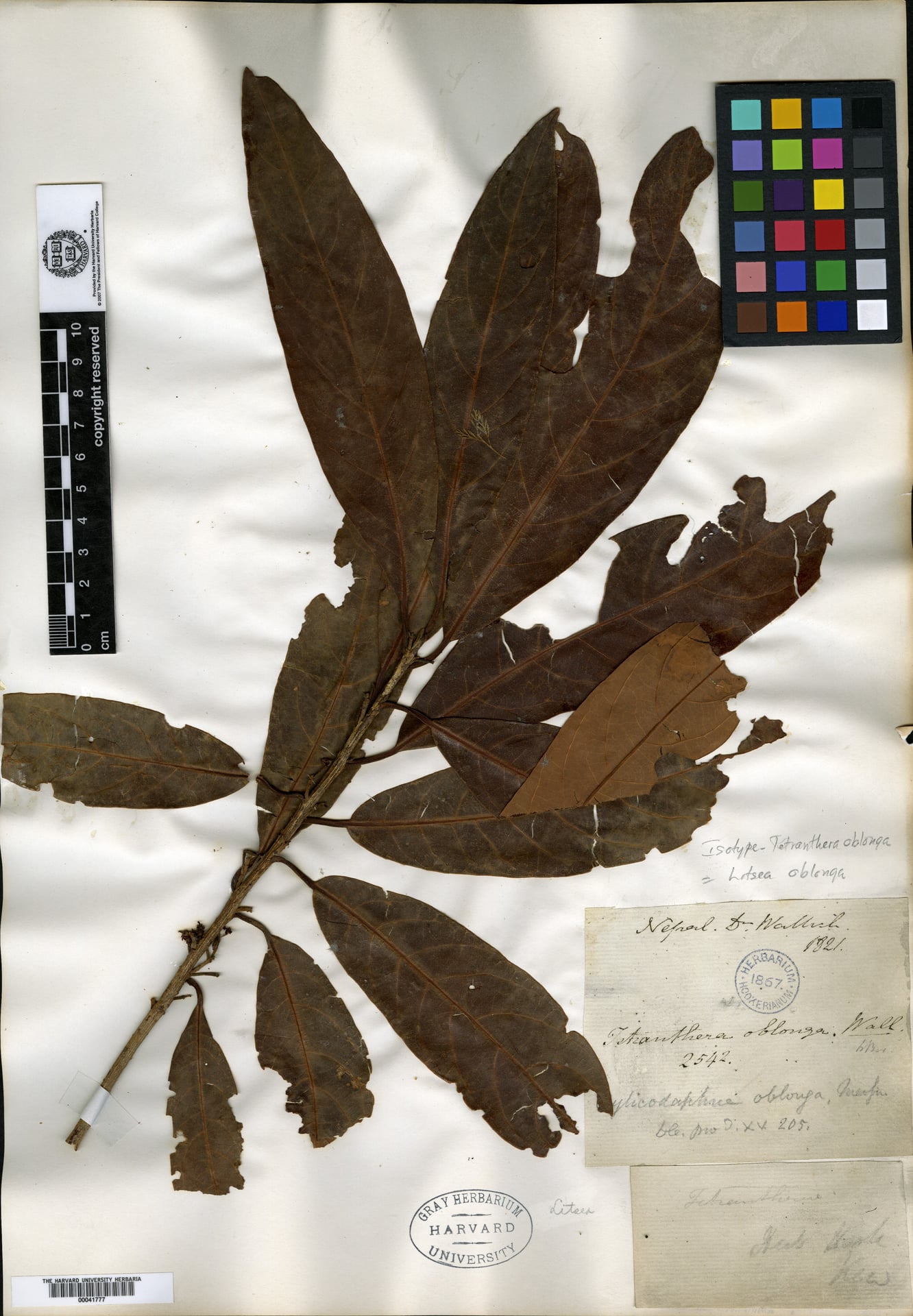Litsea doshia