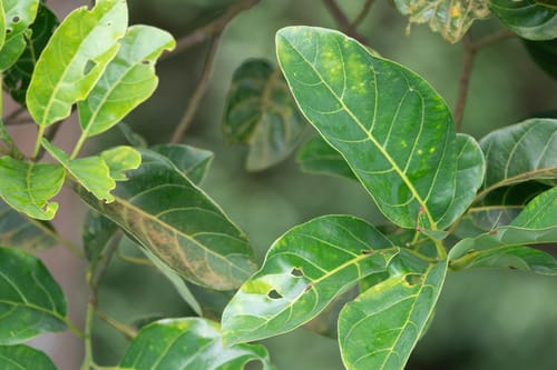 Litsea elliptica (Elliptic-leaved medang tree) — photo