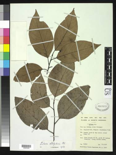 Litsea elliptica