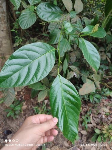 Litsea elliptica (Elliptic-leaved medang tree) — photo