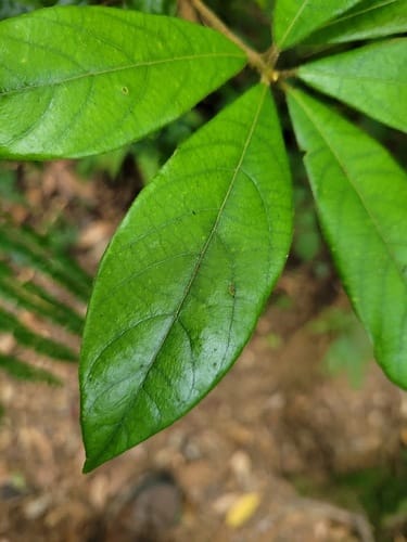 Litsea elongata — photo