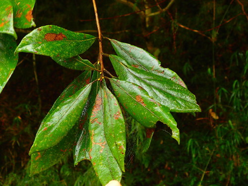 Litsea elongata