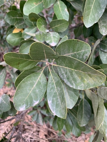 Litsea glutinosa (Brown bollygum) — photo