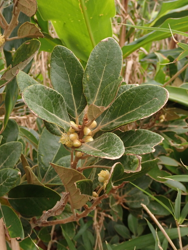 Litsea japonica