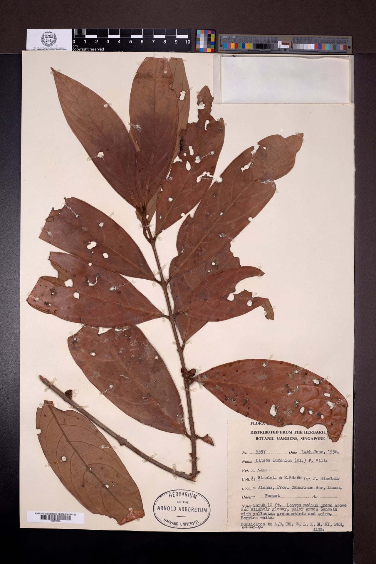Litsea luzonica — photo