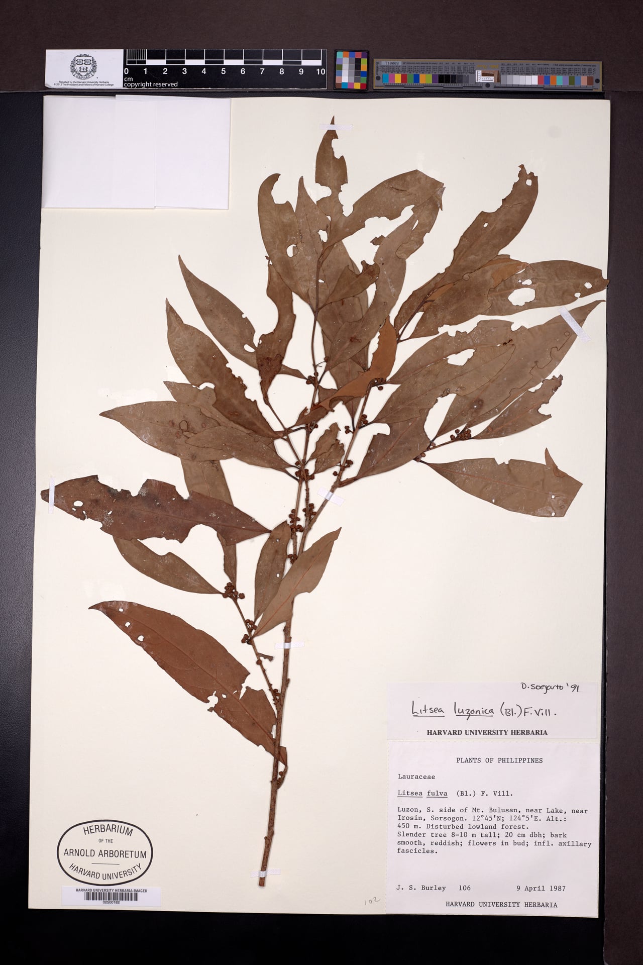 Litsea luzonica