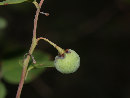 Litsea parvifolia — photo