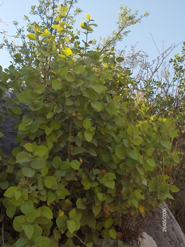 Litsea parvifolia — photo