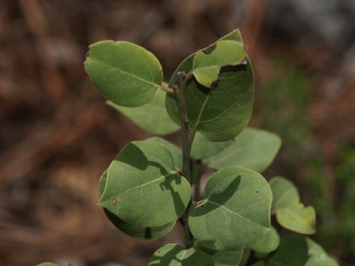 Litsea parvifolia