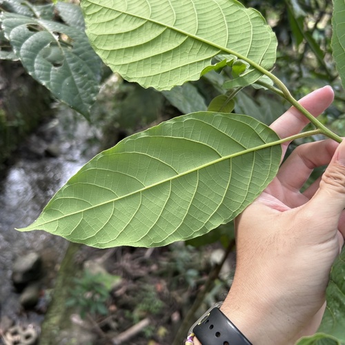 Litsea perrottetii — photo