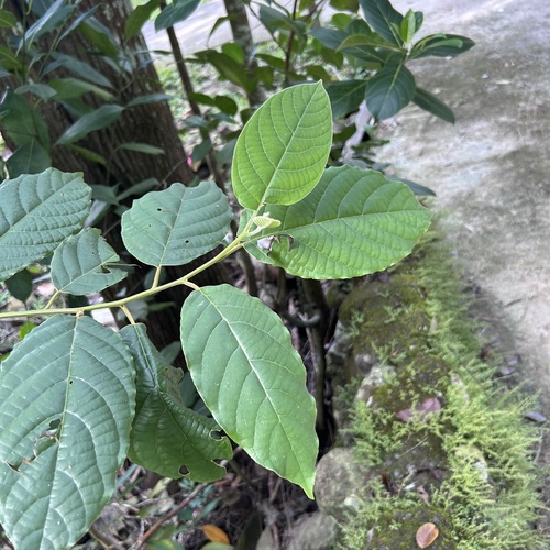Litsea perrottetii