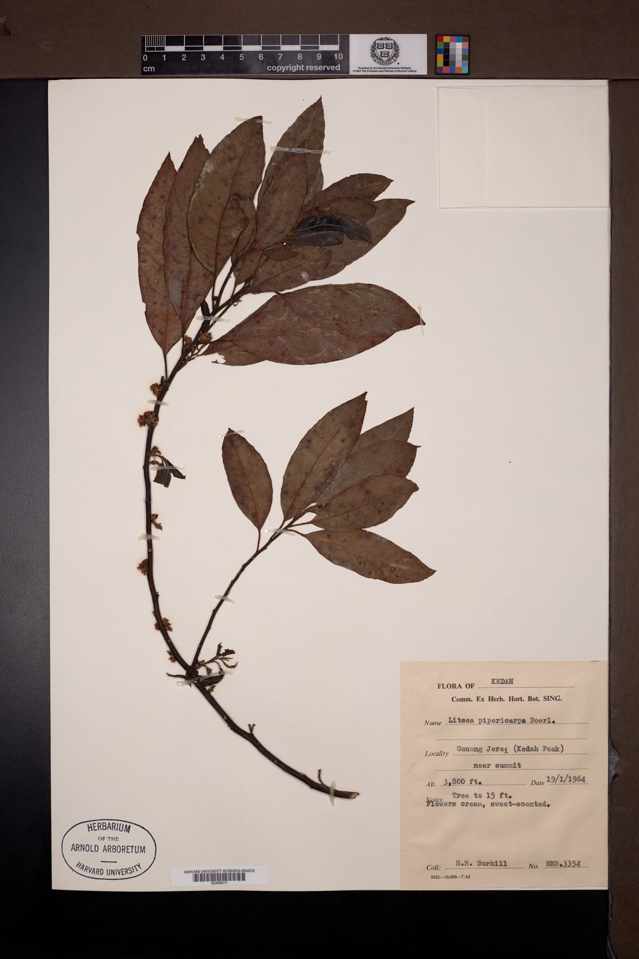 Litsea pipericarpa