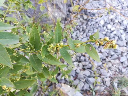 Litsea pringlei — photo