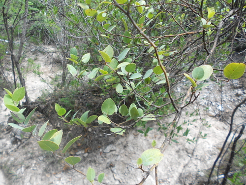 Litsea pringlei — photo