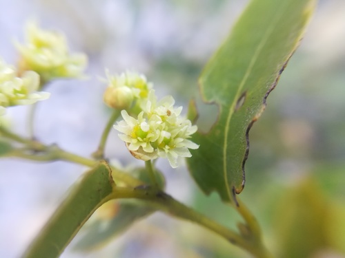Litsea pringlei