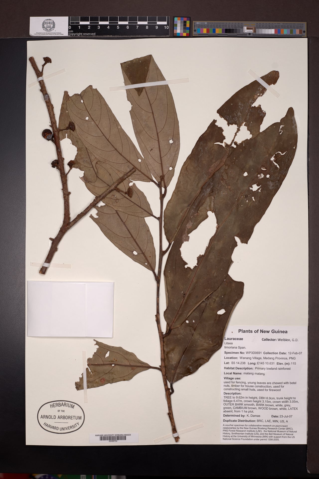 Litsea timoriana
