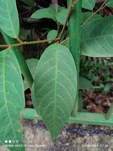 Litsea umbellata (Mayang laurel tree) — photo