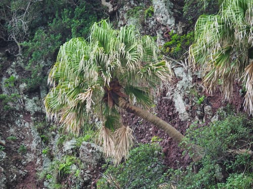 Livistona chinensis (Chinese fan palm) — photo