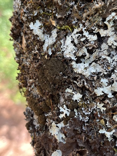 Lobaria amplissima — photo
