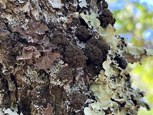 Lobaria amplissima — photo