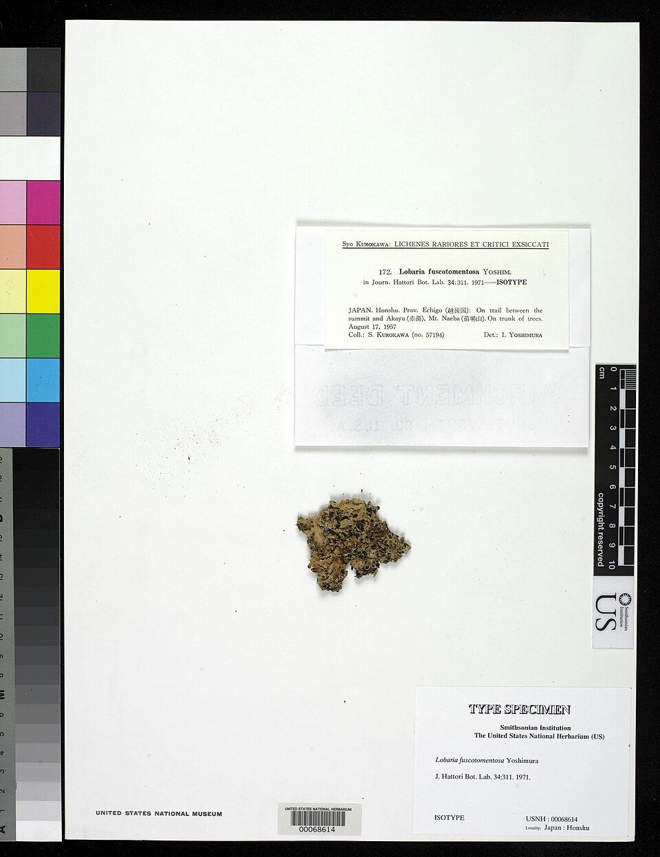 Lobaria fuscotomentosa