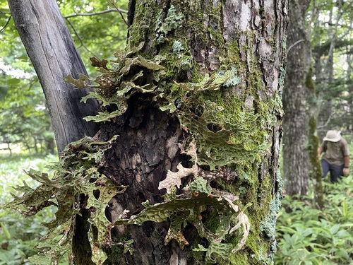 Lobaria orientalis — photo