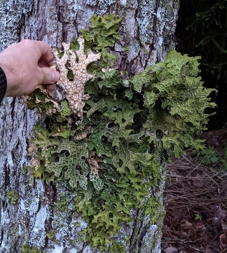 Lobaria pulmonaria (Lung lichen) — photo