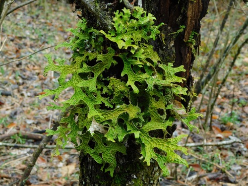 Lobaria pulmonaria (Lung lichen) — photo