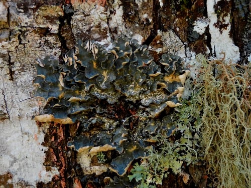 Lobaria scrobiculata — photo