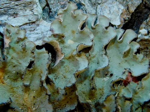 Lobaria scrobiculata — photo