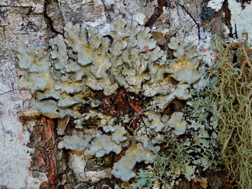 Lobaria scrobiculata