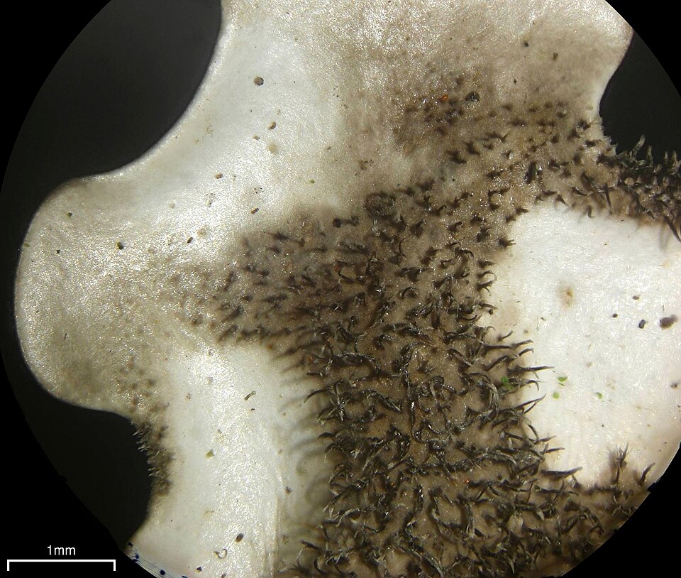 Lobaria sp. — photo