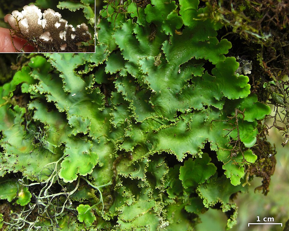 Lobaria sp.