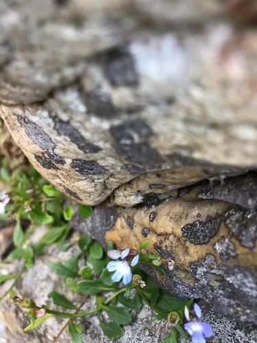 Lobelia anceps — photo