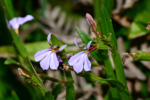 Lobelia anceps