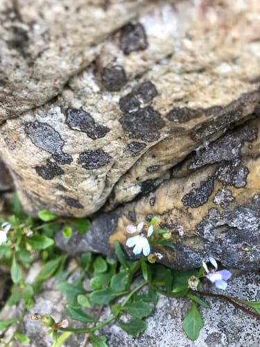 Lobelia anceps — photo
