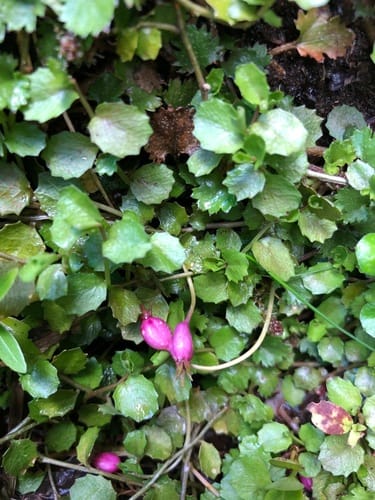 Lobelia angulata (Creeping pratia) — photo