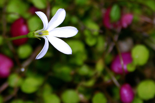 Lobelia angulata