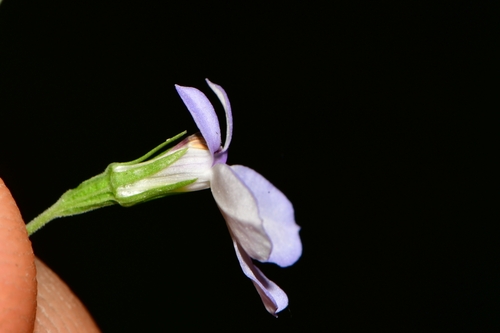 Lobelia berlandieri (Berlandieri's lobelia) — photo