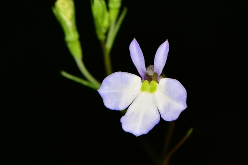 Lobelia berlandieri (Berlandieri's lobelia) — photo