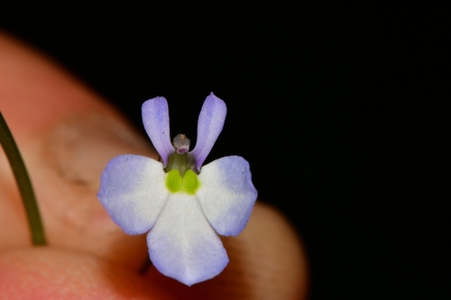 Lobelia berlandieri