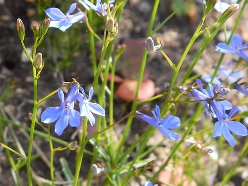 Lobelia erinus (Edging blue lobelia) — photo
