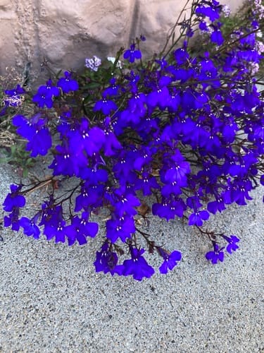 Lobelia erinus (Edging blue lobelia) — photo