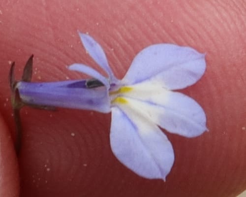 Lobelia flaccida (Wild lobelia) — photo