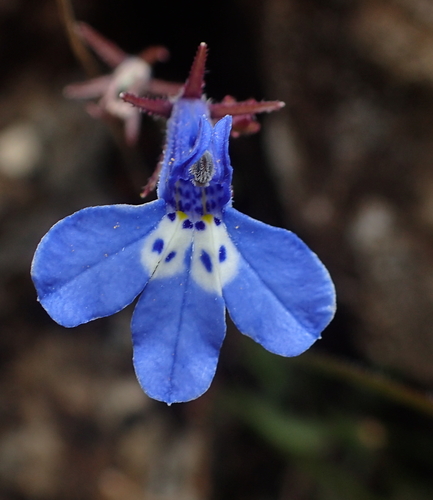 Lobelia flaccida