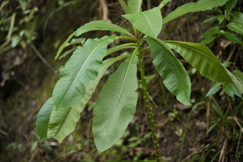Lobelia giberroa — photo