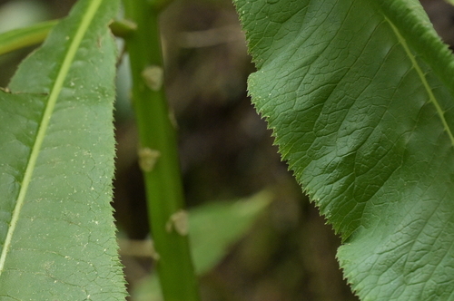 Lobelia giberroa — photo