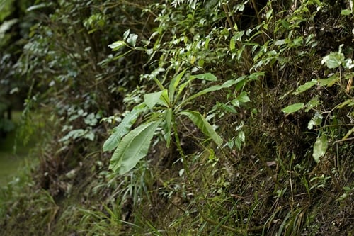 Lobelia giberroa